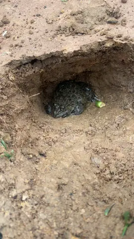 frog | #fentysuperbrandday #frog #wildlife #funnyanimal 
