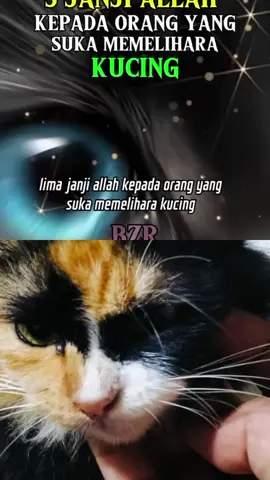 #duet dengan @JR19 #catlover 