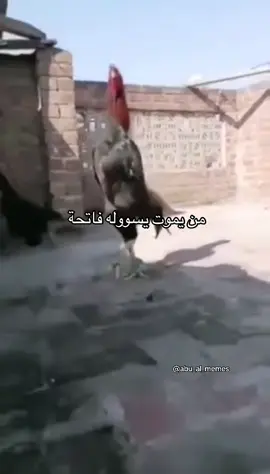 حاط ايدي بجيبه ويمشي  #ميمز #اكسبلور #ضحك #عراقي 