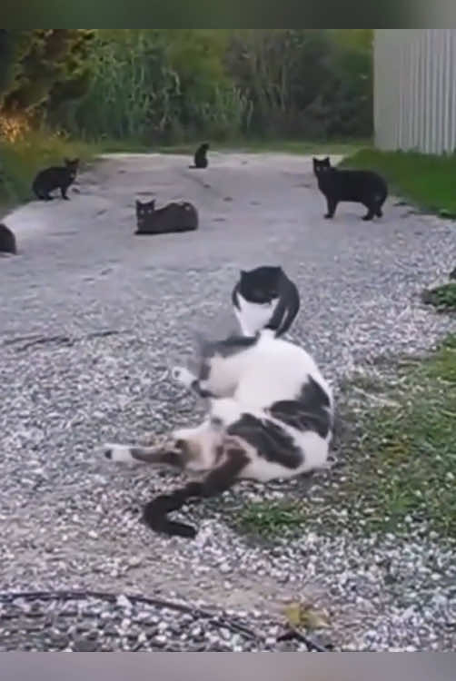 Cat core.   
