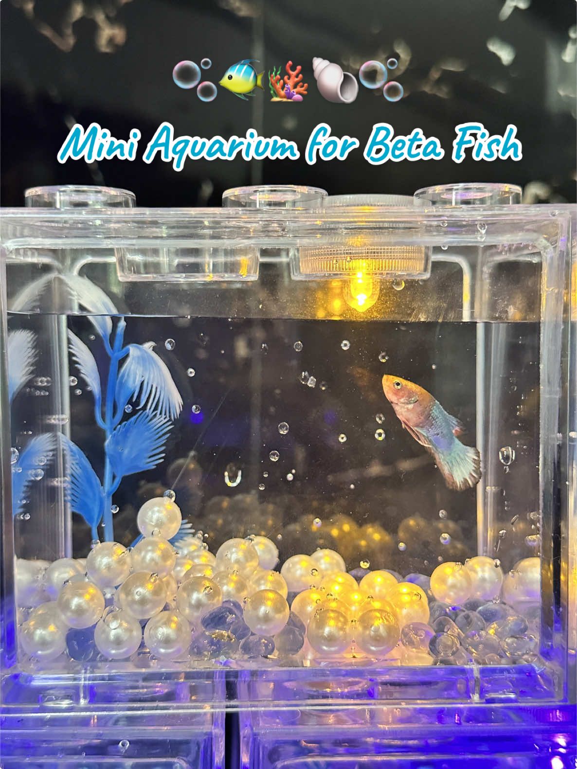 Mini Aquarium + Pearls + Stones and Artificial Plants for #betafish 🫧🪸🐠 #fyp #affiliatemarketing #fish #beta #miniaquarium #aquarium 