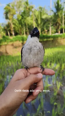 Kutilang pikat cengkram tanpa tali#kutilang 