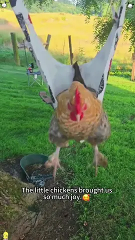 Happy chicken🤣🥰🥰#happychickens #chick #happy#funnyvideos#funny#foryou#funnytiktok