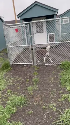 Thank you all for your support, especially @That Good News Girl for sharing our mission!  You can donate at animalcaresanctuary.org. PAKennel #1352 #FostermeACS #tinyhome #dogsoftiktok #FOSTER50CHALLENGE #shelterdog #fyp #adoptdontshop #FostermeACS 
