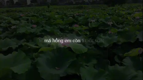 Má hồng em còn tuổi son, là đôi mươi tám em trăng tròn #aettentertainment #fyp #xh #ha2109 #onlyu 