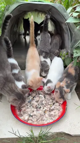 #cute #cat #funnyvideos #funny #catsoftiktok #fyp 