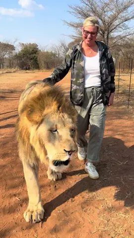 It’s the lion meowing for me.❤️#southafrica#lion#memories#crazy#loveanimals#petthelion#walkthewalk 