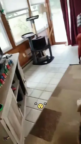 When your dog understands English better than your siblings do 😂 #dog #dogsoftiktok #smart #funny #pet #tiktok #foryou 