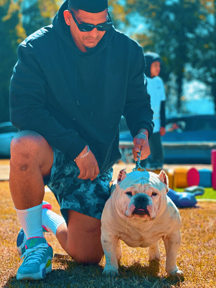 #bullyshowjhb#capetownsouthafrica🇿🇦 #abkcpocket #dogbeauty #dogphotographer #bullypup🐾 #dogsoftiktok #bullylove #dogloverforever 