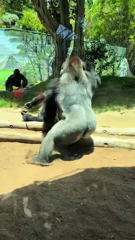 Crazy gorilla#funny #cute #animals #funnyvideos #funnymoments #funnyanimals #gorilla #usa 