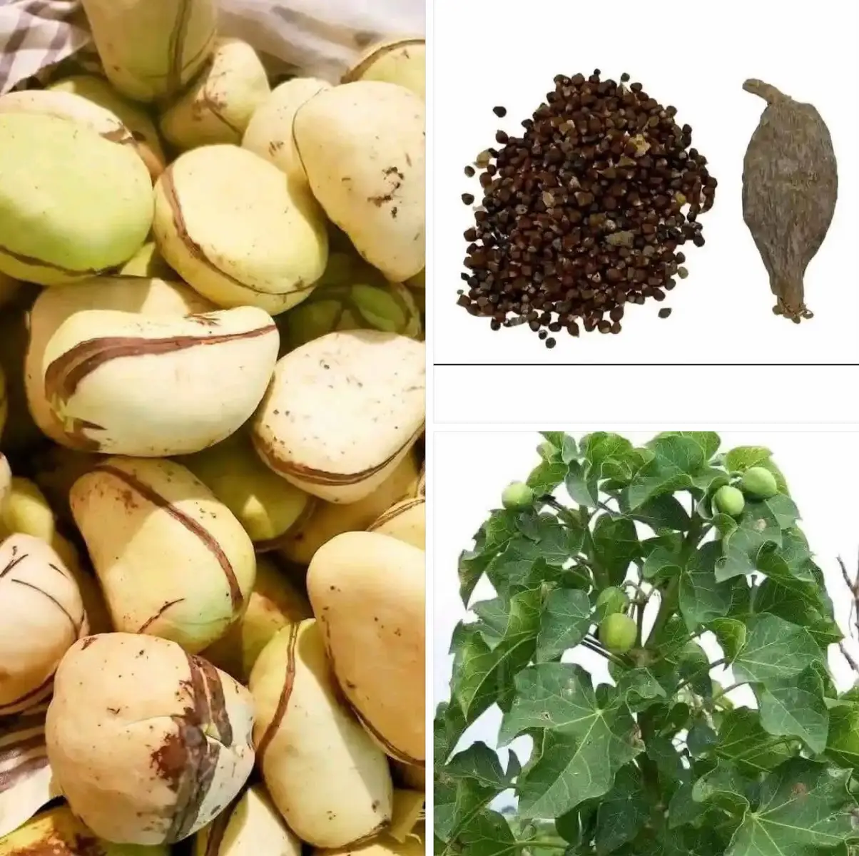A simple recipe of soap you can prepare for yourself for way opening and favors *Get white Jatropha leafs 16 *Get white kolanut 7 *Get 21 alligator pepper seeds *Get Bintul el Sudan 2 bottles *When you get them you will pound the leaf and kolanuts with the seeds together very well then get your black Ghana soap and pound together with them again after that open the perfumes and use them to mix the soap again very well then pack in a white bowl and keep it for 3days then you will start taking your bath with it every morning#divinefeminine #divinefeminineenergy #devinemasculine #mystical #searchinsightcreators #tiktokghana🇬🇭 #spirituality #geomancy #us #sat #energy #spiritualguidance #loveyou #spiritualawareness #spiritualattack #onthisday #tiktokuk🇬🇧 #accraghana🇬🇭 #fypシ゚viral #fyp 