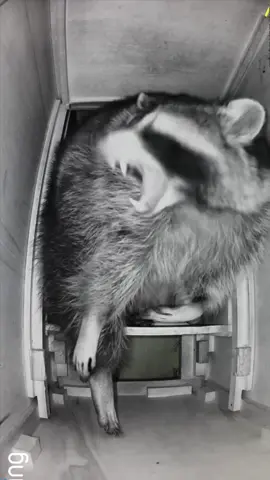 Happy Friday! All preciouses are accounted for! There needs to be a follow up video soon, the White One is indeed very clever. Señor slept well this week knowing that all of his belongings were safe and in his possession once again.  *Raccoons are den animals, they choose to sleep in tight places. The pinned reel shows what he is sleeping in. He has an entire room and closet with larger drawers to sleep in but he chooses to sleep in this drawer because it is his den. He removes all pillows, towels, and cushions we place in there and he refuses to go to the chiropractor 😉 #sancheztheraccoon #lunatheraccoon #blonderaccoon #whiteraccoon #trashpanda #petraccoons #raccoon #raccoons #funnyanimals #cuteanimals #raccoonsoftiktok #raccoonpet #funnypets #cutepets #raccoonpets #pet #petraccoon #insomniac #funnyraccoons #PetsOfTikTok #spiritanimal #raccoon #pets #guardiansofthegalaxy #senorsanchez #ijustwanttosleep #sotired #sleep #relatable 