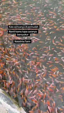 Semoga tuhan mempermudah usaha kita amiinnn #SatuIkanSejutaManfaat #petaniikanmuda #nalatirtafarm #fypシ #fypage #budidayaikan #budidayaikannila #berandatiktok 