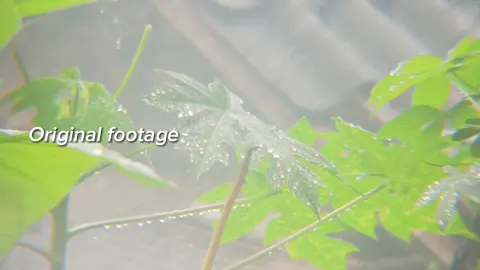 belajar 🌿 📷 RedNote 14 5G 🔭Apexel18xzoom #colorgrading #cinematic #nature #aesthetic #fyp 