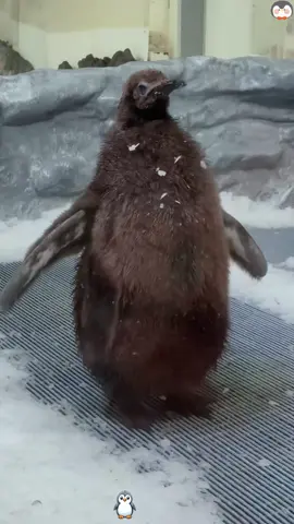 Large baby penguin #animals #Foryou #Friendship #Us #cute
