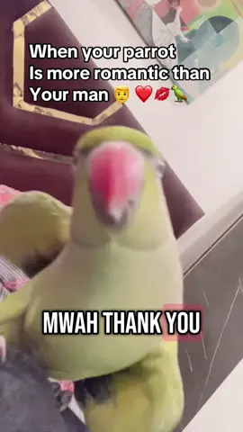 Say mashaAllah #cuteanimals #fypシ゚viral🖤tiktok #fluffyfriends143 #PetsOfTikTok #viraltiktok #mitho #parrotsoftiktok #foryoupageofficiall #viralvideo #talkingparrot#viralbird#iloveyou 