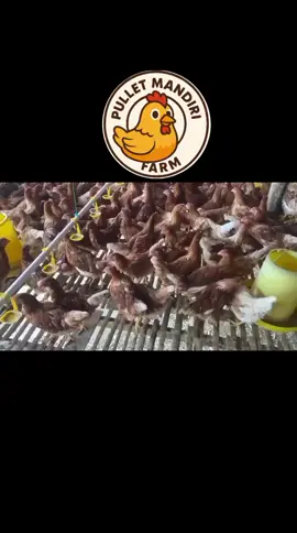 Capek kerja buat orang lain? Mending biarin ayam yang kerja buat kamu! Gabung jadi mitra PT. PULLET MANDIRI FARM, mulai usaha ternak tanpa harus jadi peternak. Titip modal 3,5jt 📌Legalitas Terdaftar 📋Kerjasama Kontrak MoU yang di notariskan 📌Untung Pasti dalam 3 bulan 📌Di kelola oleh tim profesional 📌Resiko Rugi semua tanggung jawab kami 📎Silahkan pelajari Proposalnya #pulletmandirifarm #peternakpullet #doclayer #ayam #pulletgrower #viralreels #fypviral #beranda 