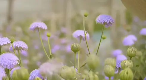 ước mơ nhỏ của mình, còn bạn 🥰🥰#chill #flowers 
