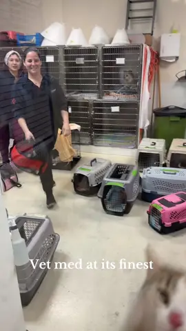 Cats have really bad attitudes towards veterinarians #Foryou #cat #catsoftiktok #funny #tiktok #funnyvideos #funnytiktok #funnycat #usa🇺🇸 