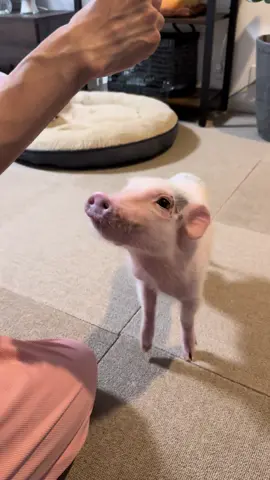おやつちょうだい🥺✨ くるりん💫 #micropig #minipig #マイクロブタ #微型猪 #宠物 #ペット動画 
