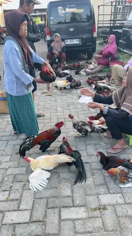 Gass mbahh😀#fyppppppppppppppppppppppp #kulinermadiun #viral #suran #pshtpusatmadiun #pshw_tm_1903 #rombongannyeni #ayam #ternakayam