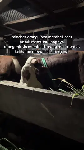 semoga lancar capernya 🤣  #peternak #peternakmuda #sapi #peternaksapiindonesia #sapijumbo #fyp #fyppppppppppppppppppppppp #fypage 