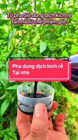 Tự pha 5l dung dịch kích rễ, dưỡng rễ và hồi phục cho cây tại nhà.  @TuAn93🍋 @TuAn93🍋 #kichre #chamsoccay #TuAn93 #xuhuong #videoviral 