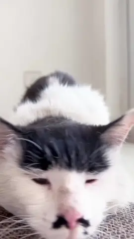 haha#kitten #cat #fyp 