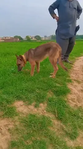 chak kry shoqeen hazrat janwar#foryou#tiktokviralpageforyou#dog#boribagyari#videoviral#shikari#sardhoke#viral#videoviral#foryou#viral 