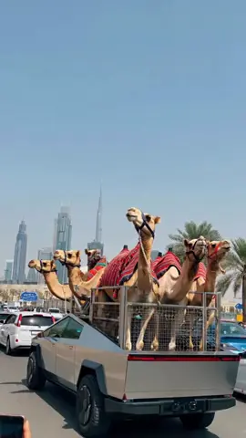 Habibi this is normal in Dubai 😂🤣🇦🇪 credit to amazing @jyo on instgram account  #dubailife #exploredubai #dubai #visitdubai 