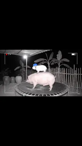 Capybara với heo quậy tung nhà làm Bà phát hoảng #capybara #bavacapybara #trending #xuhuong #fyp 