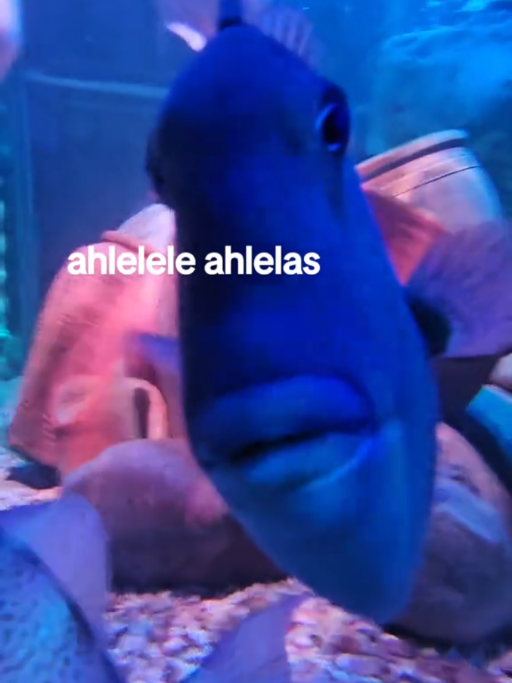 excuse me you got a staring problem #ahleleleahlelas #fish #funnyfish #memestiktok #trendingaudio #digitaldiary #foryoupagе #fyp #blackpool #sealife #england #foryou 