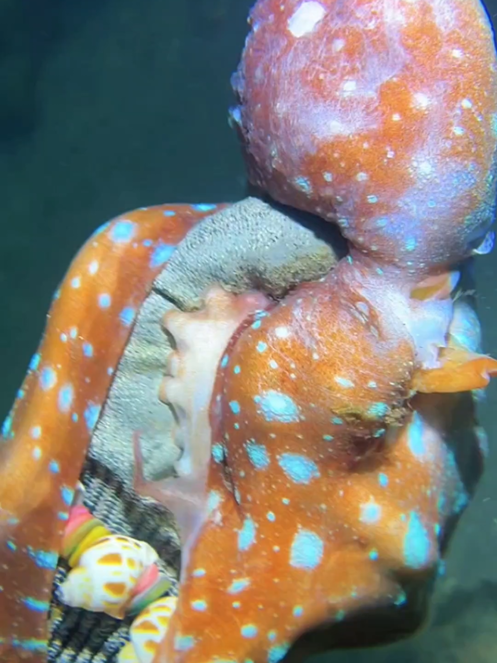#diving #crab #catchthesea #seaside #seafood #fish #eel #lobster #seangsolofishing