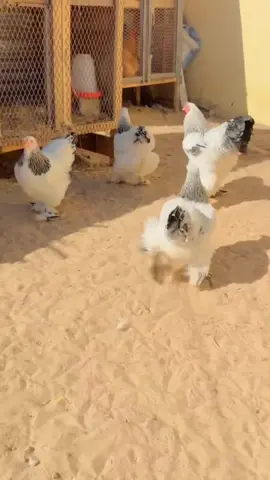 #hermine #elevage #viral_video #fyp #@𝐀𝐥 𝐁𝐚𝐜𝐡𝐢𝐫𝟗𝟒🍀 @Addict elevage @Bab’seï~𝓐.𝓢.𝓒~🇸🇳🇫🇷 @Papegy @Bonkory Farm @Amar elevage 🇸🇳🇸🇳🇸🇳 @L élevage de beug borom touba @Abdou Fatah @Ba Abou @Brahma porcelaine @@CamaraLaye elevage 🐓🐣🐔☘️ @criadero_gambeta @danesamb3 @ємριяє ηαιηѕ 🇸🇳 @FALL DEUGUE ÉLEVAGE @Farah Élevage🇸🇳 @ferme khelcom agro élevage @Gaynako @kc.elevage @@ThiatouRioElevage🐓❤️ @Vieux Barham Niass 