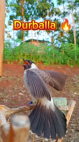 beginilah Efek jamu racikan ,burung ga hisa diam🔥 #bird #kicaumania #pikatkutilang #kutilang #kutilanggacor 