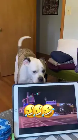 🤣🤣 🤣🤣 #dog #cat #voiceover #funny #dogsoftiktok #animals #pet 