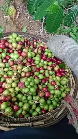 sebelum. panen selesi#sobattani #kopi #kopilampung #fypシ゚ #fyppppppppppppppppppppppp 