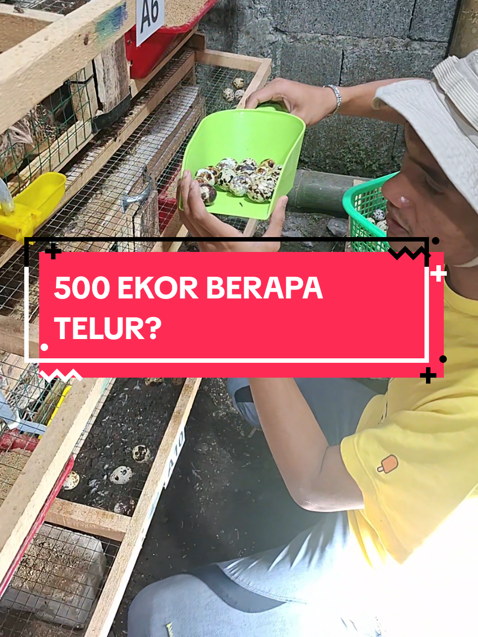 Membalas @bungzaizmunawarar  #puyuhcibeureum #ternakpuyuhpetelur #burungpuyuh #peternakmuda #telurpuyuh 