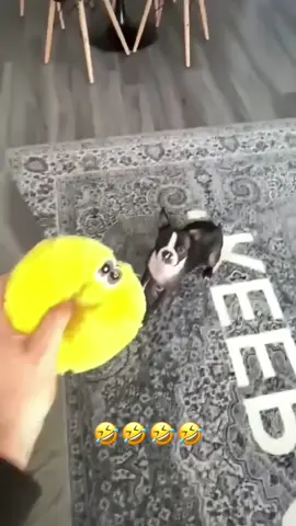 🤣🤣 🤣🤣 #dog #cat #voiceover #funny #dogsoftiktok #animals #pet 