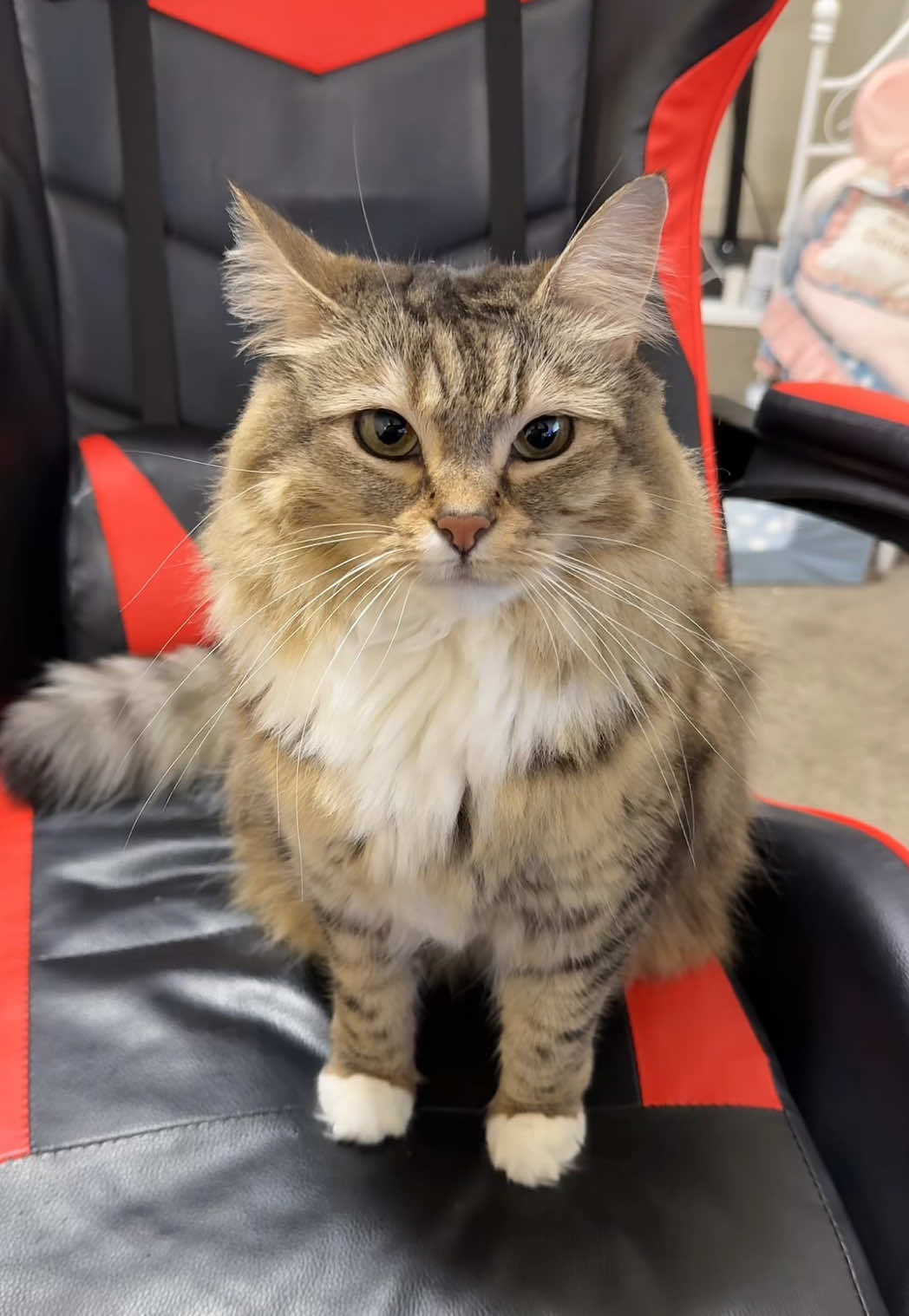 What a good car #catsoftiktok 