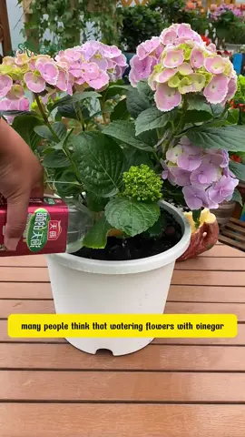 tips with hydrangeas 😞😰😢 #fentysuperbrandday #planttest #viral2025 #fertilizer #reelsus 