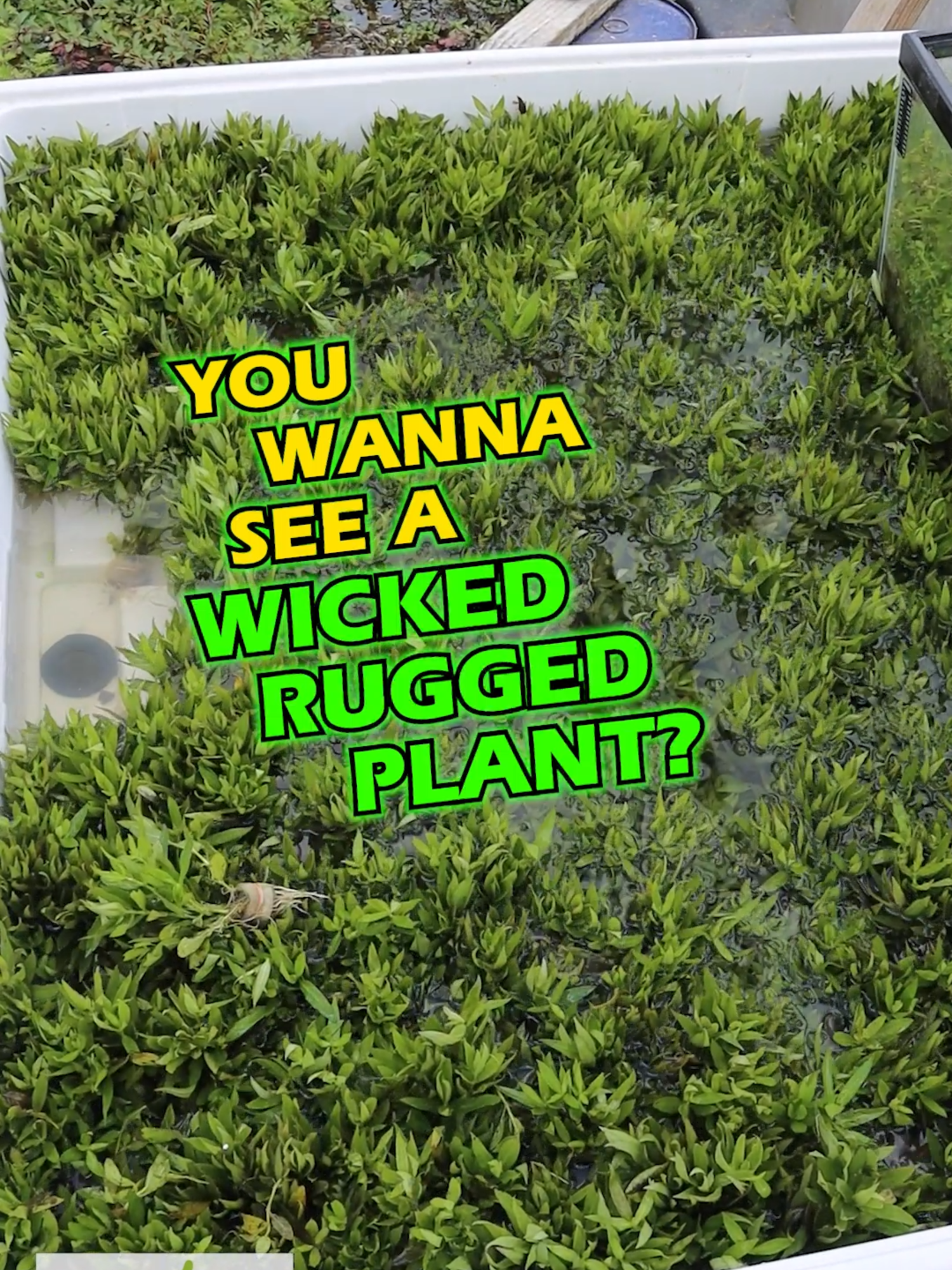 Wicked Rugged Foreground to Midground Aquarium Plant! Check out Hygrophila corymbosa 'Parawitota'!  This plant is rough and rugged but still has a sweet looking stem and leaves. This is a stout little plant. I have watched this plant send off new growth in a very short amount of time. Shop Now! TANK ON! Follow us: @dustinsfishtanks #hygrophila #aquarium #aquascape #fishtank