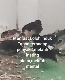 air liur induk murai mengandung imun#lolohalami#muraibatu@user10277192875 @Annurchanel @Mamah Naura 