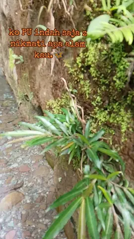 Alam berikan adalah mama sy🏞️🦋❤️‍🔥 #lovely#about#life🦋❤️‍🔥  #villagelife ❤️‍🔥🏞️