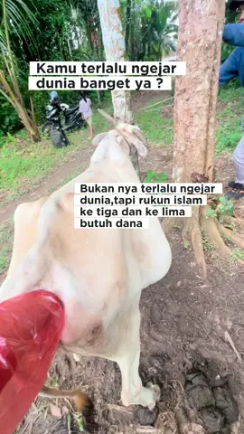 Pemeriksaan kebuntingan pada sapi #pkb #pemeriksaankebuntingansapi #sapibunting #sapisehat #usgsapi #palpasirektal  