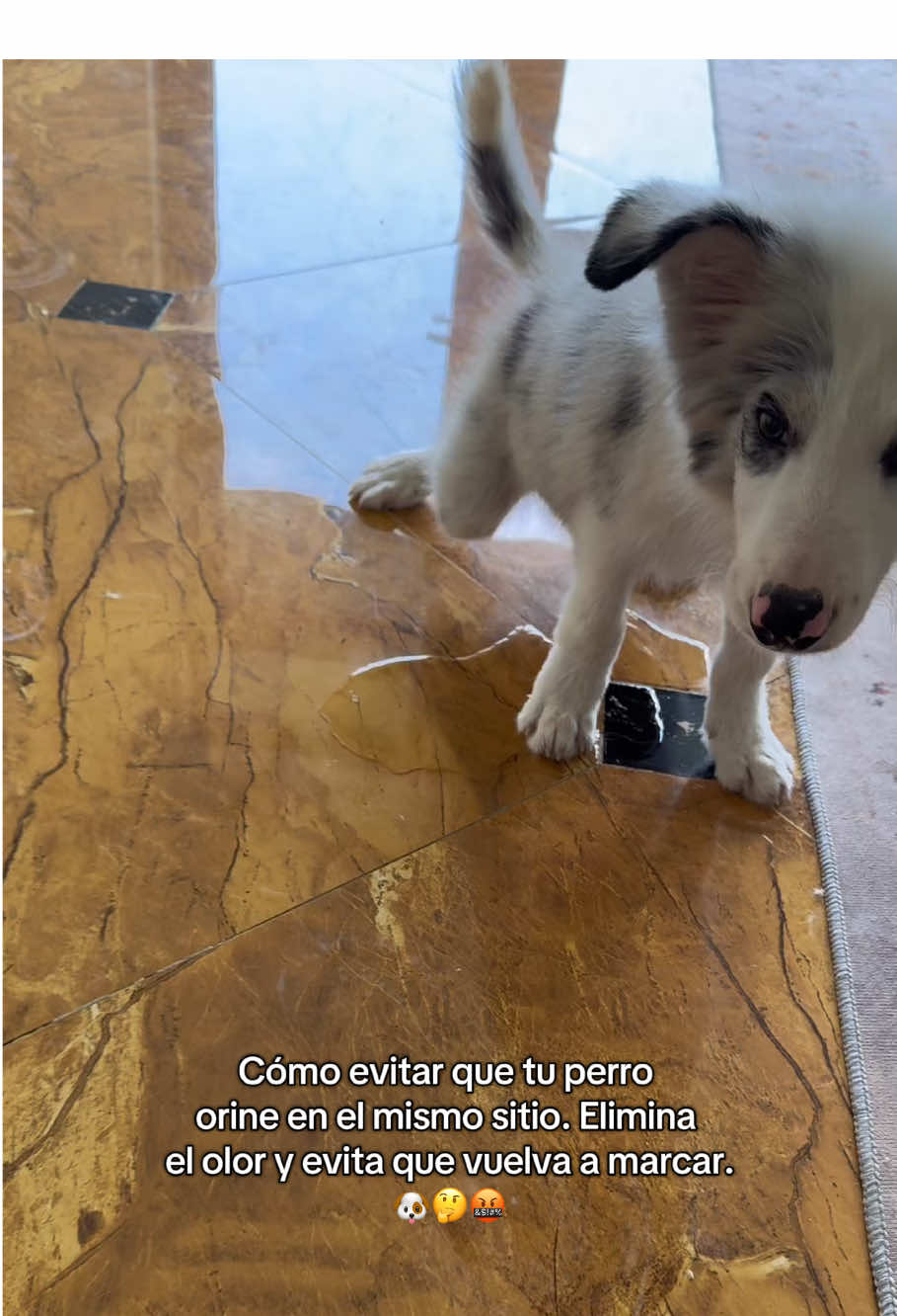 Adiós al pis de tu perro en el mismo rincón🙅‍♀️👋👋 #StopThePee#DogPeeProbLem #PeeSmellGone#DogMomLife #AntiMarkingSpray#TiKlokMadeMeBuylt#DogTok#PottyTrainingHack