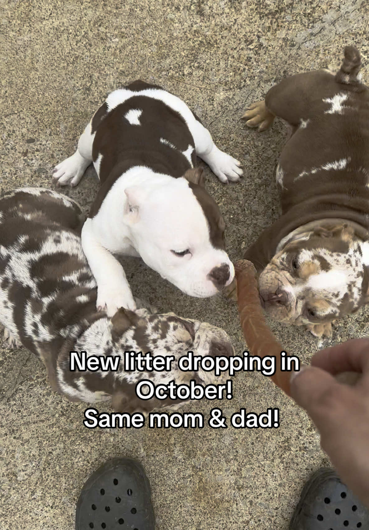 Who’s ready for the new litter 👀 • • #fy #fyp #foryou #explore #bullypuppy #puppies #dogs #merle #americanbully 