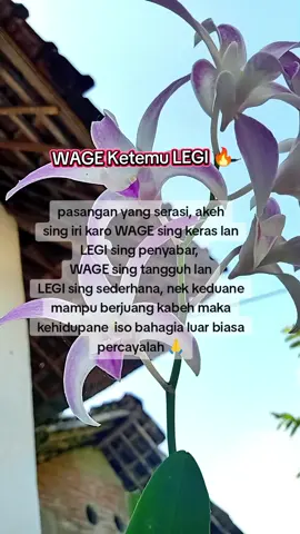 WAGE ketemu LEGI🔥 #wetonjawa #wage #legi 