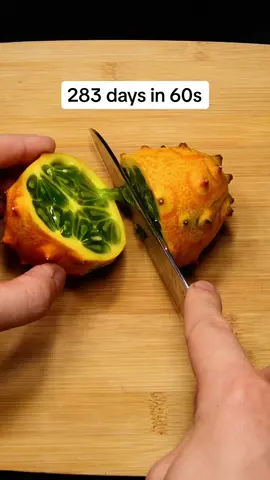 I grew a Kiwano from seed to harvest in #timelapse! Not gonna lie .. I didn’t expect it to take that long!