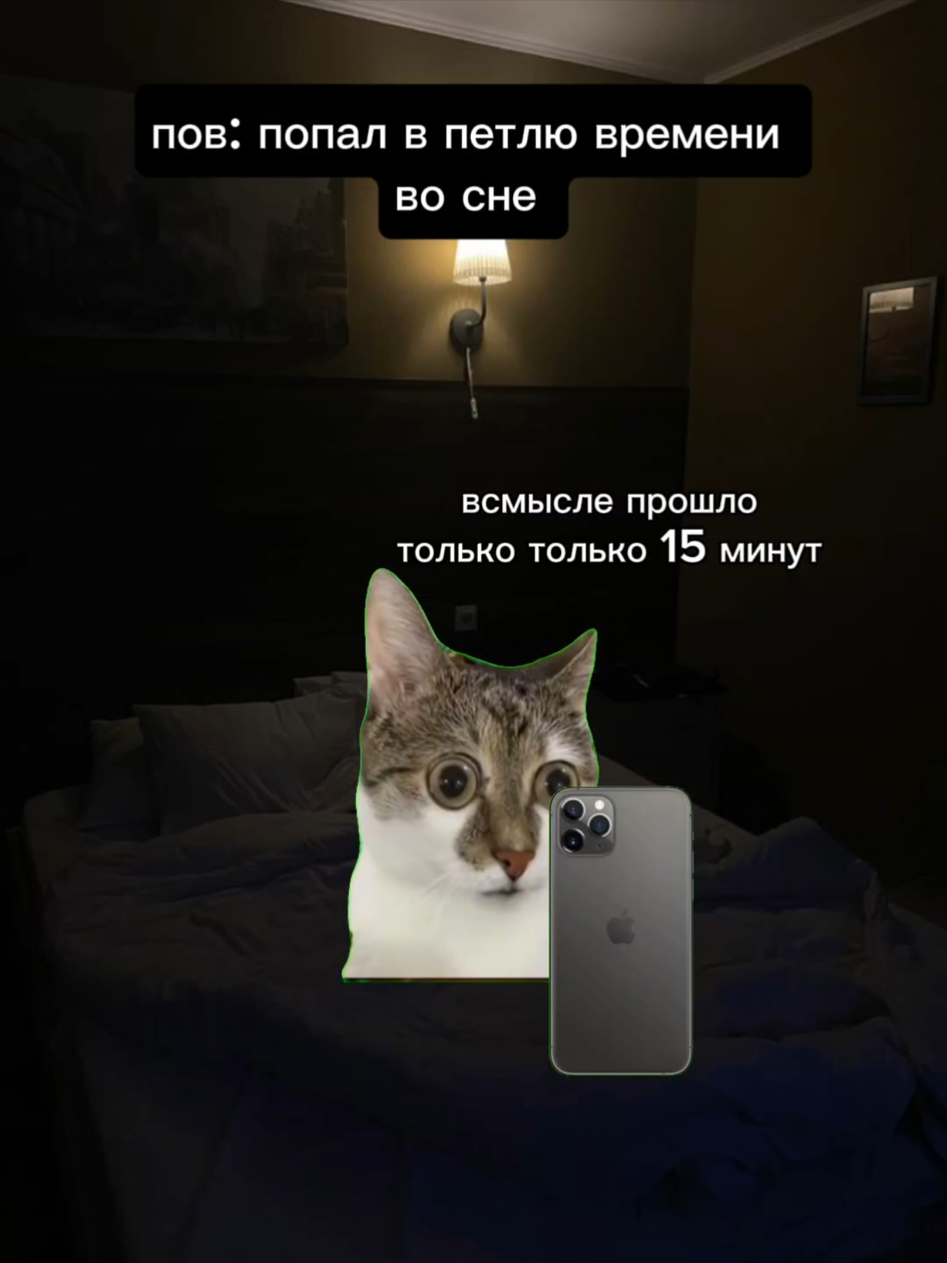 спала на боку, всем сладких снов #котыназеленомфоне #котикиистории #историикотики #осознанныйсон #петлявремени 